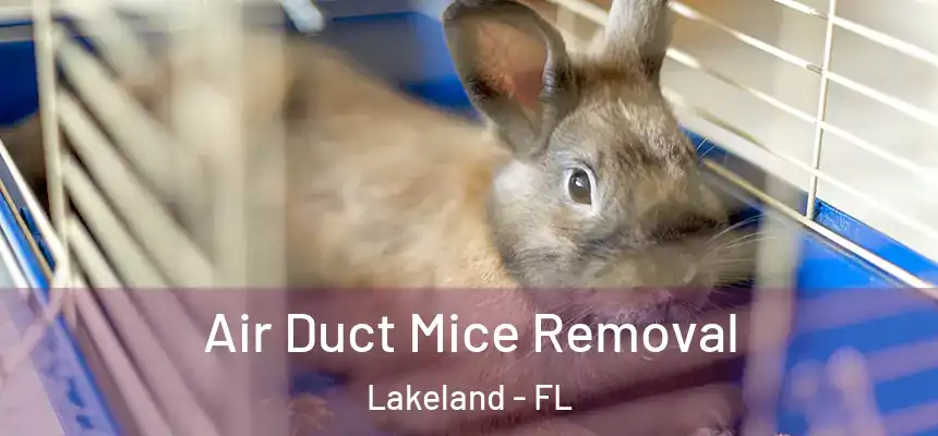  Air Duct Mice Removal Lakeland - FL