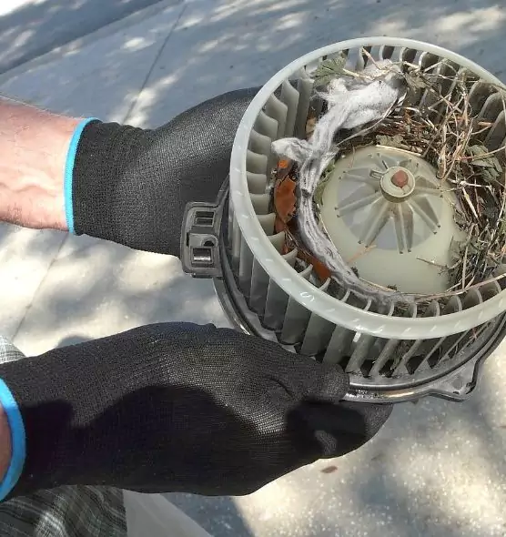 About Air Duct Rat Removal in Lakeland, FL